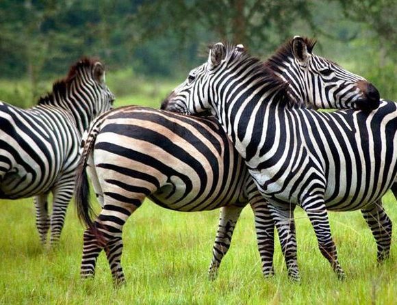 Lake Mburo Biking Safari