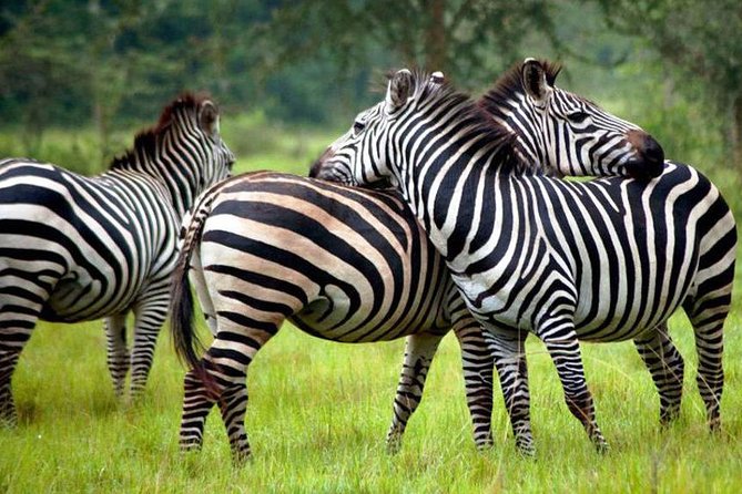 Lake Mburo Biking Safari