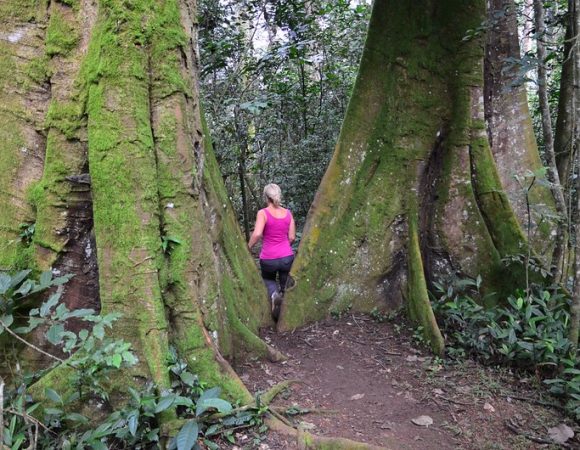 Primates Tracking & Hot Springs Walk