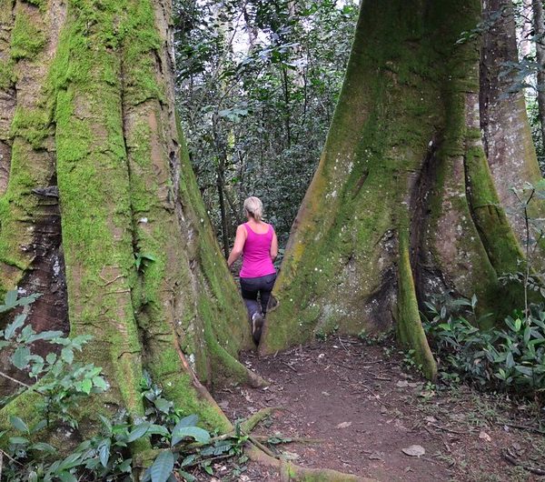 Primates Tracking & Hot Springs Walk
