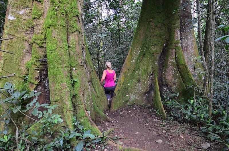 Primates Tracking & Hot Springs Walk