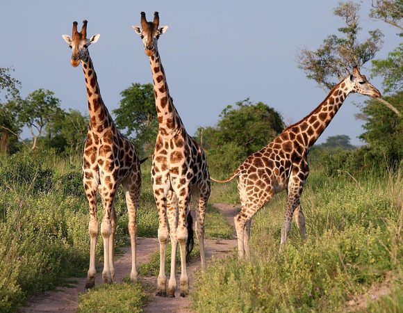 Giraffe