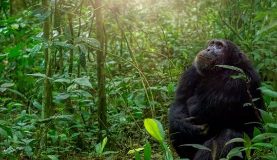 Safari with Gorillas, Chimps & Wildlife