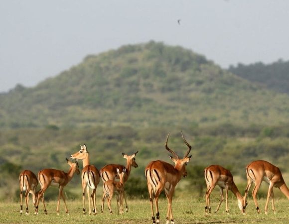 Wildlife Adventure (8 Days) - Group Tour
