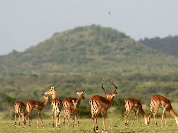 Wildlife Adventure (8 Days) - Group Tour