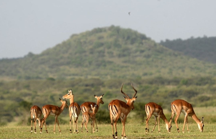 Kenya