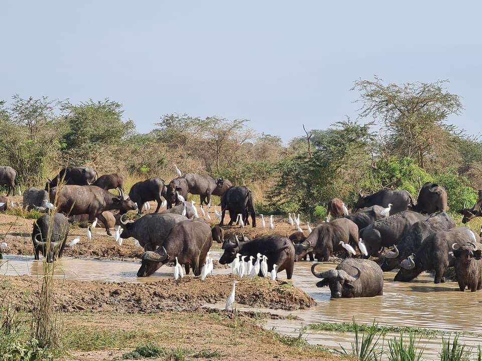 Zambia