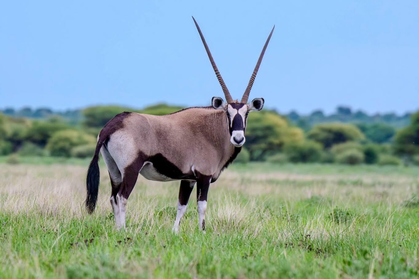 South Africa 